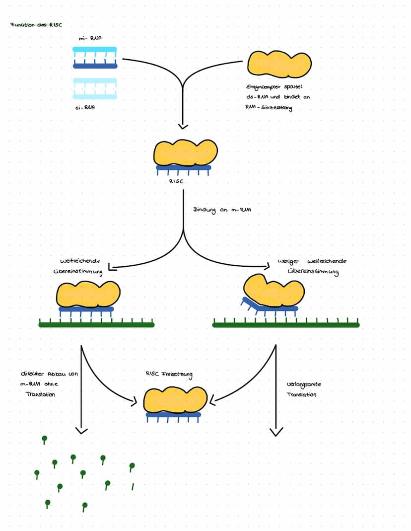 RNA-Interferrenz und Gen-Silencing
Function
Mithilfe von Gurzen, doppel strängigen RNA-Molecuilen wird die informationstragende mRNA gezielt