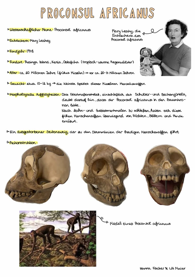 A
* Wissenschaftlicher Name: Proconsue africanus
Entdeckerin: Mary Leakey
Fundjahr: 1948
Fundort: Rusinga Island, Kenia, Ostafrika (tropisch