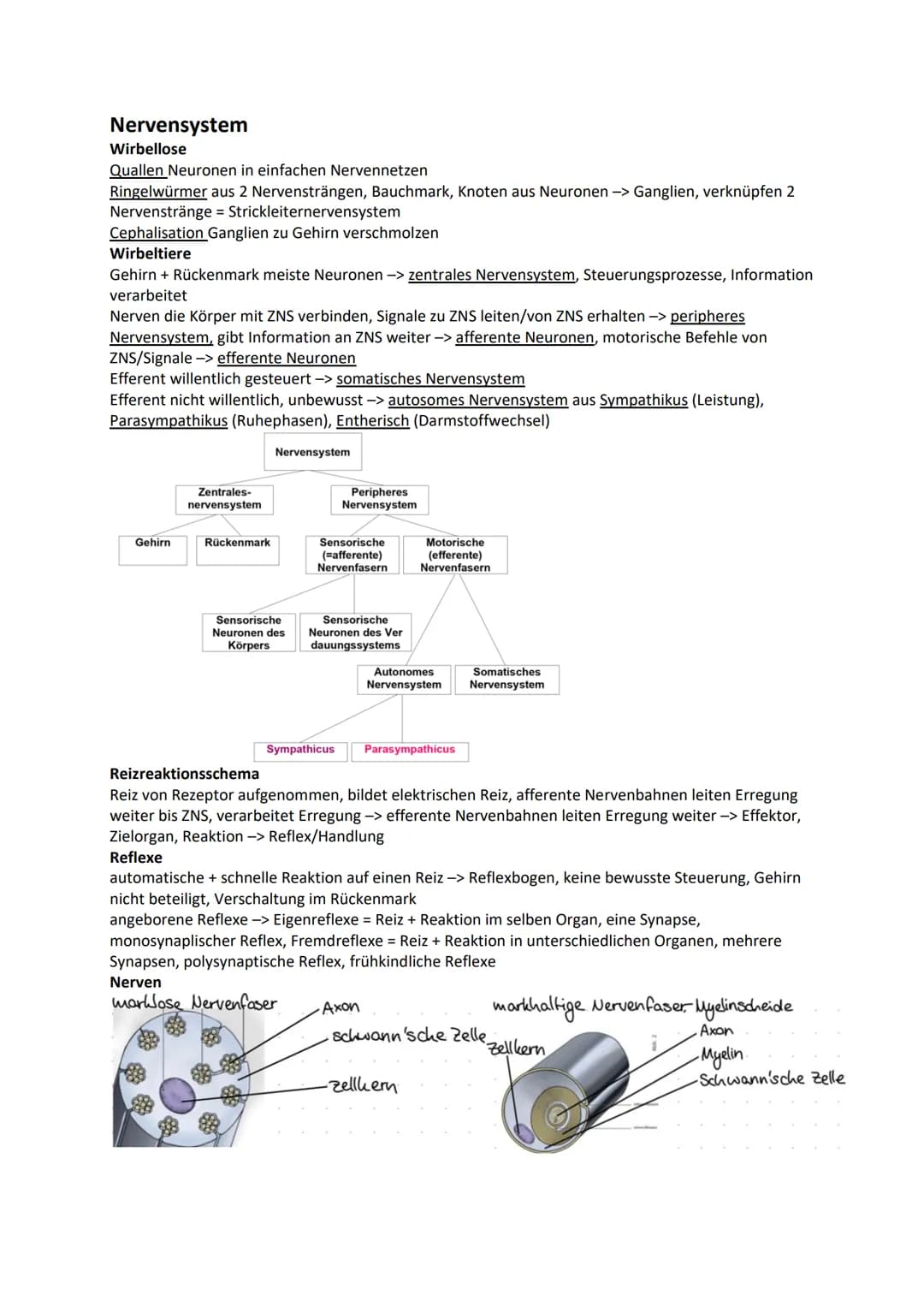 Nervensystem
Wirbellose
Quallen Neuronen in einfachen Nervennetzen
Ringelwürmer aus 2 Nervensträngen, Bauchmark, Knoten aus Neuronen -> Gang