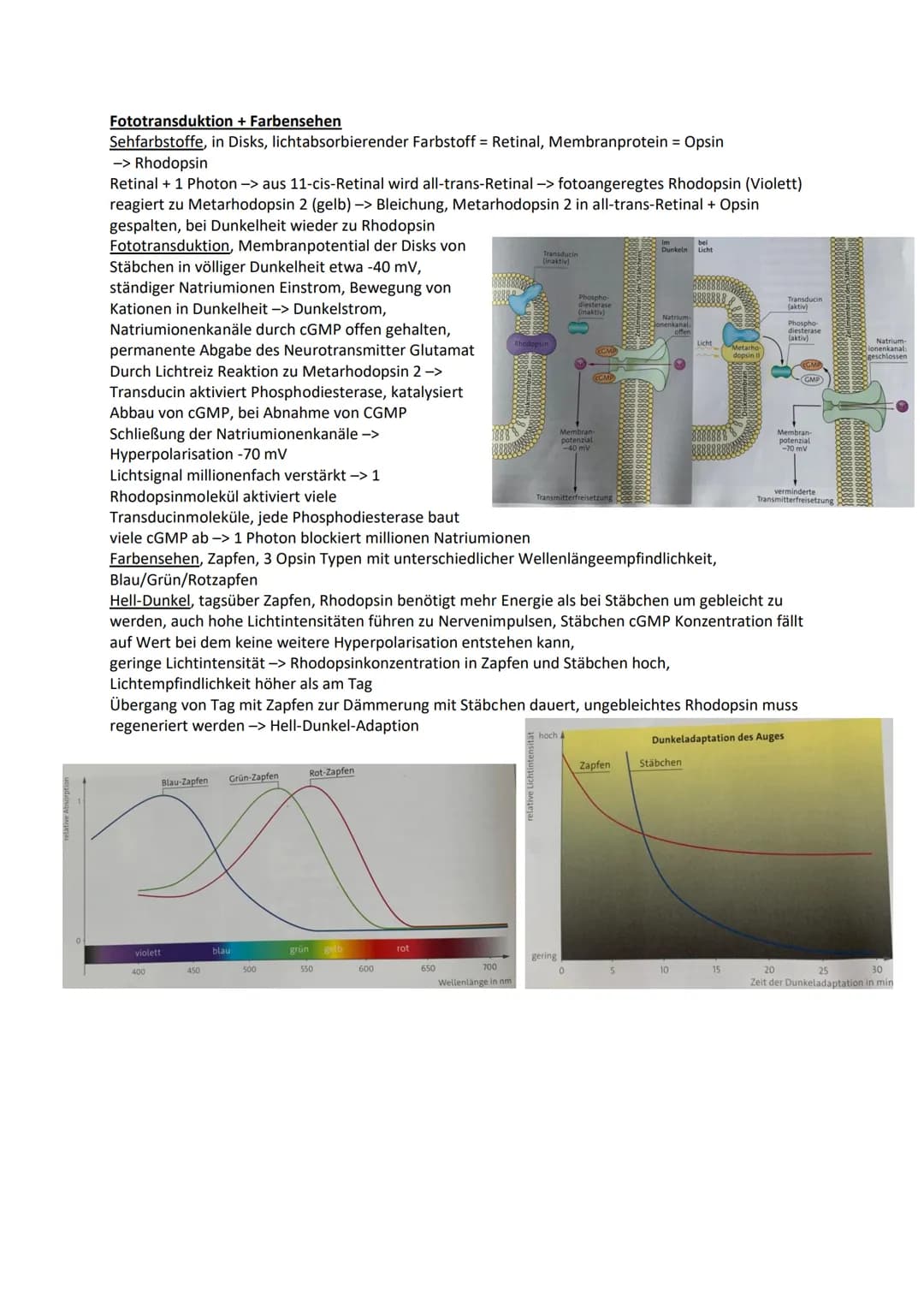 Nervensystem
Wirbellose
Quallen Neuronen in einfachen Nervennetzen
Ringelwürmer aus 2 Nervensträngen, Bauchmark, Knoten aus Neuronen -> Gang