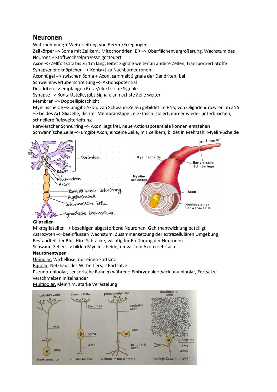 Nervensystem
Wirbellose
Quallen Neuronen in einfachen Nervennetzen
Ringelwürmer aus 2 Nervensträngen, Bauchmark, Knoten aus Neuronen -> Gang