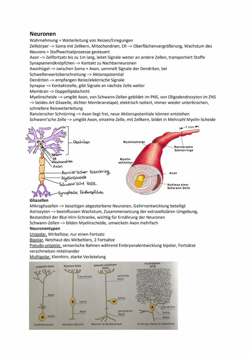 Nervensystem
Wirbellose
Quallen Neuronen in einfachen Nervennetzen
Ringelwürmer aus 2 Nervensträngen, Bauchmark, Knoten aus Neuronen -> Gang