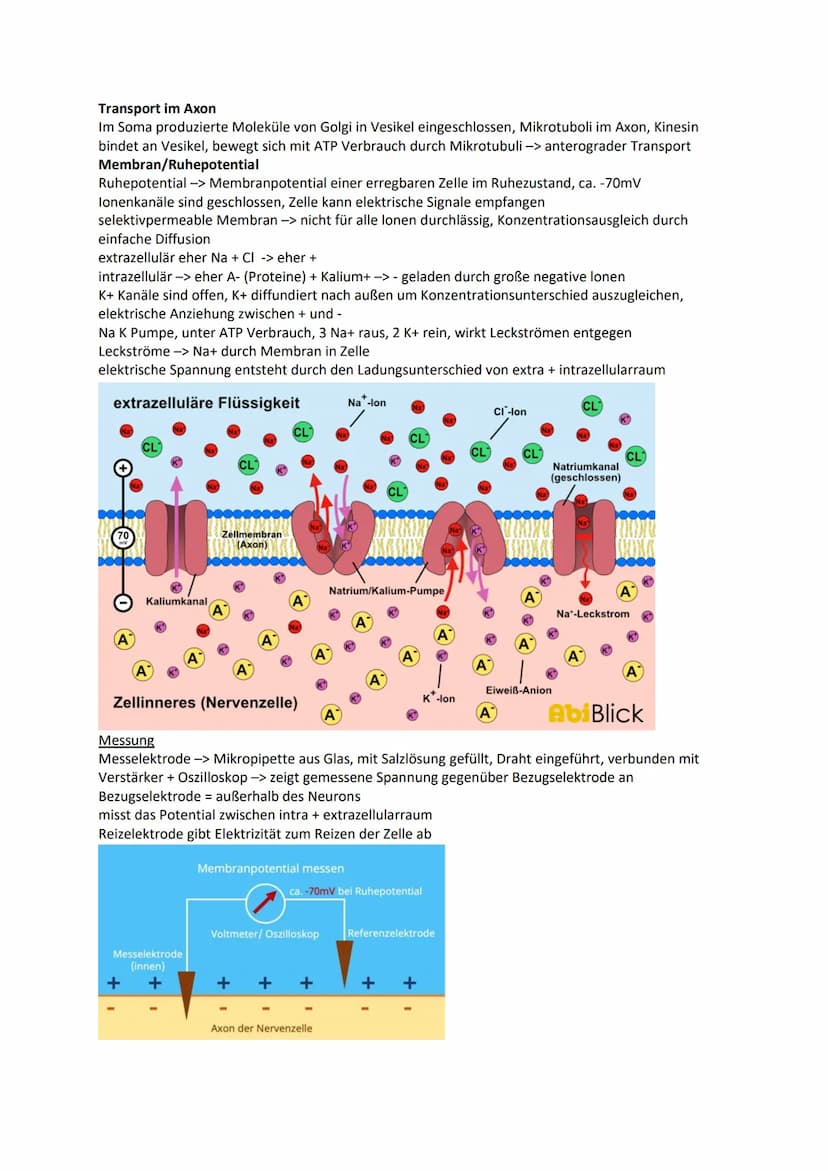 Nervensystem
Wirbellose
Quallen Neuronen in einfachen Nervennetzen
Ringelwürmer aus 2 Nervensträngen, Bauchmark, Knoten aus Neuronen -> Gang