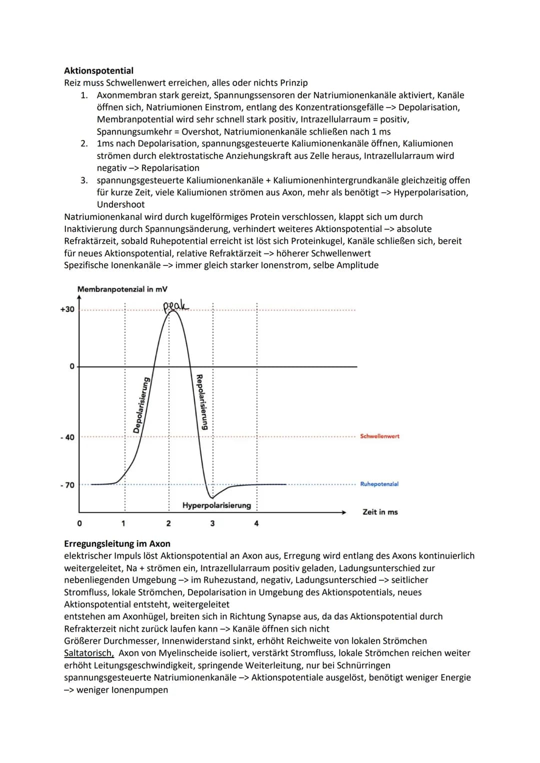 Nervensystem
Wirbellose
Quallen Neuronen in einfachen Nervennetzen
Ringelwürmer aus 2 Nervensträngen, Bauchmark, Knoten aus Neuronen -> Gang