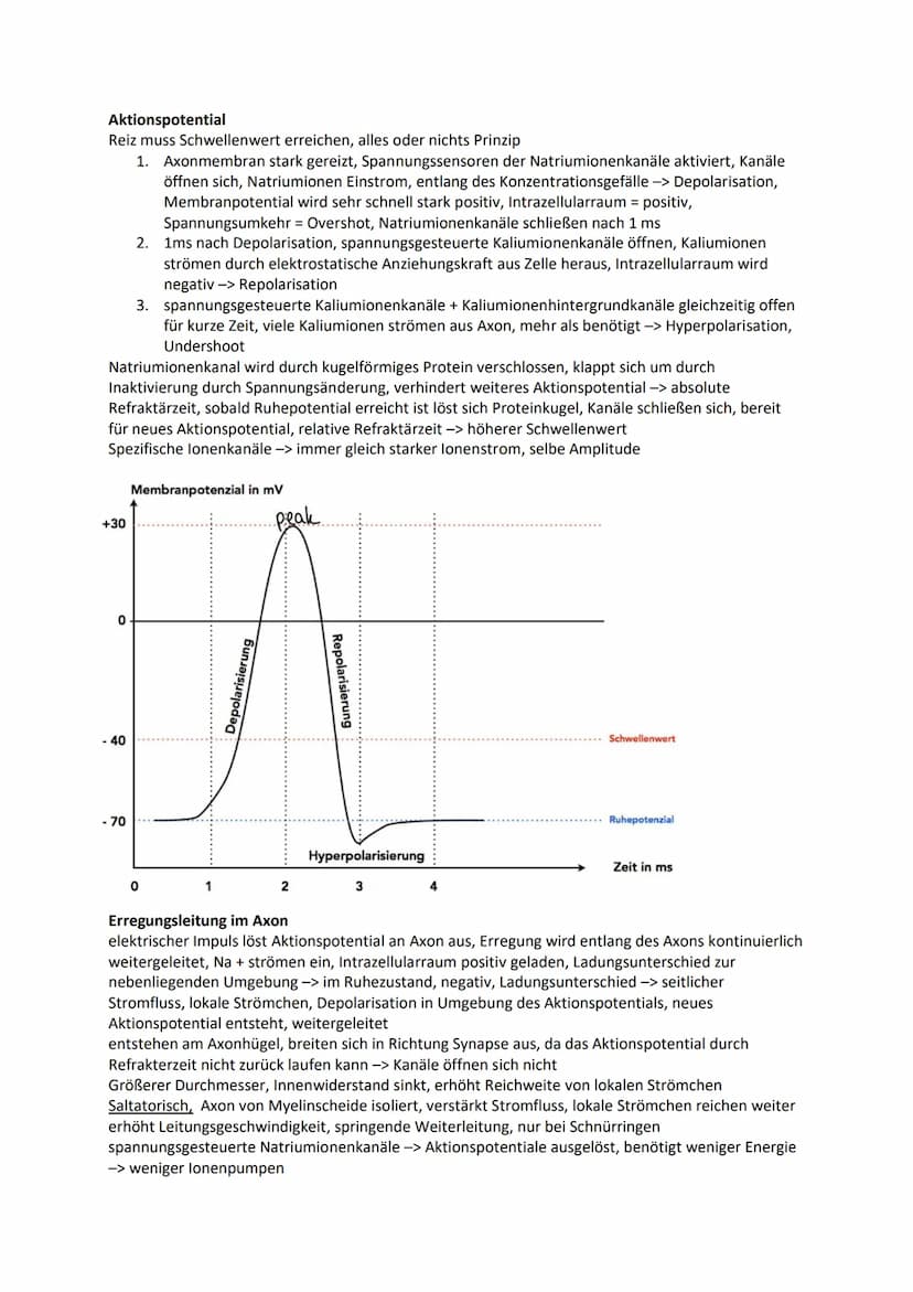 Nervensystem
Wirbellose
Quallen Neuronen in einfachen Nervennetzen
Ringelwürmer aus 2 Nervensträngen, Bauchmark, Knoten aus Neuronen -> Gang