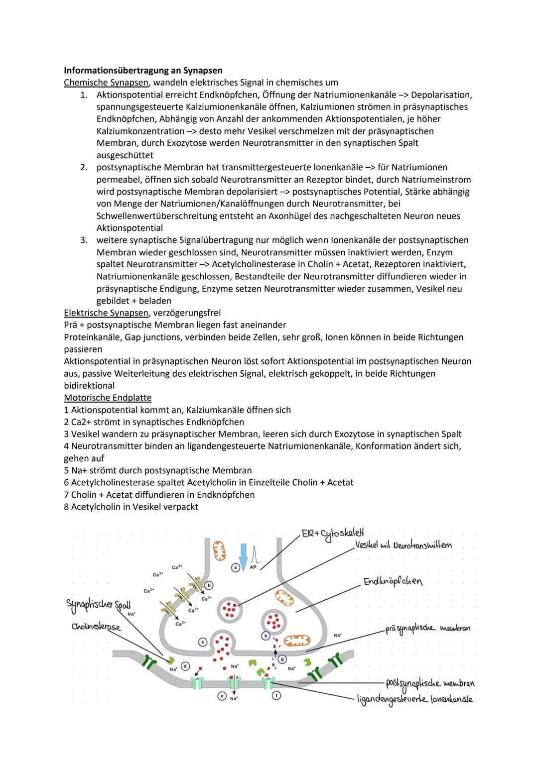 Nervensystem
Wirbellose
Quallen Neuronen in einfachen Nervennetzen
Ringelwürmer aus 2 Nervensträngen, Bauchmark, Knoten aus Neuronen -> Gang