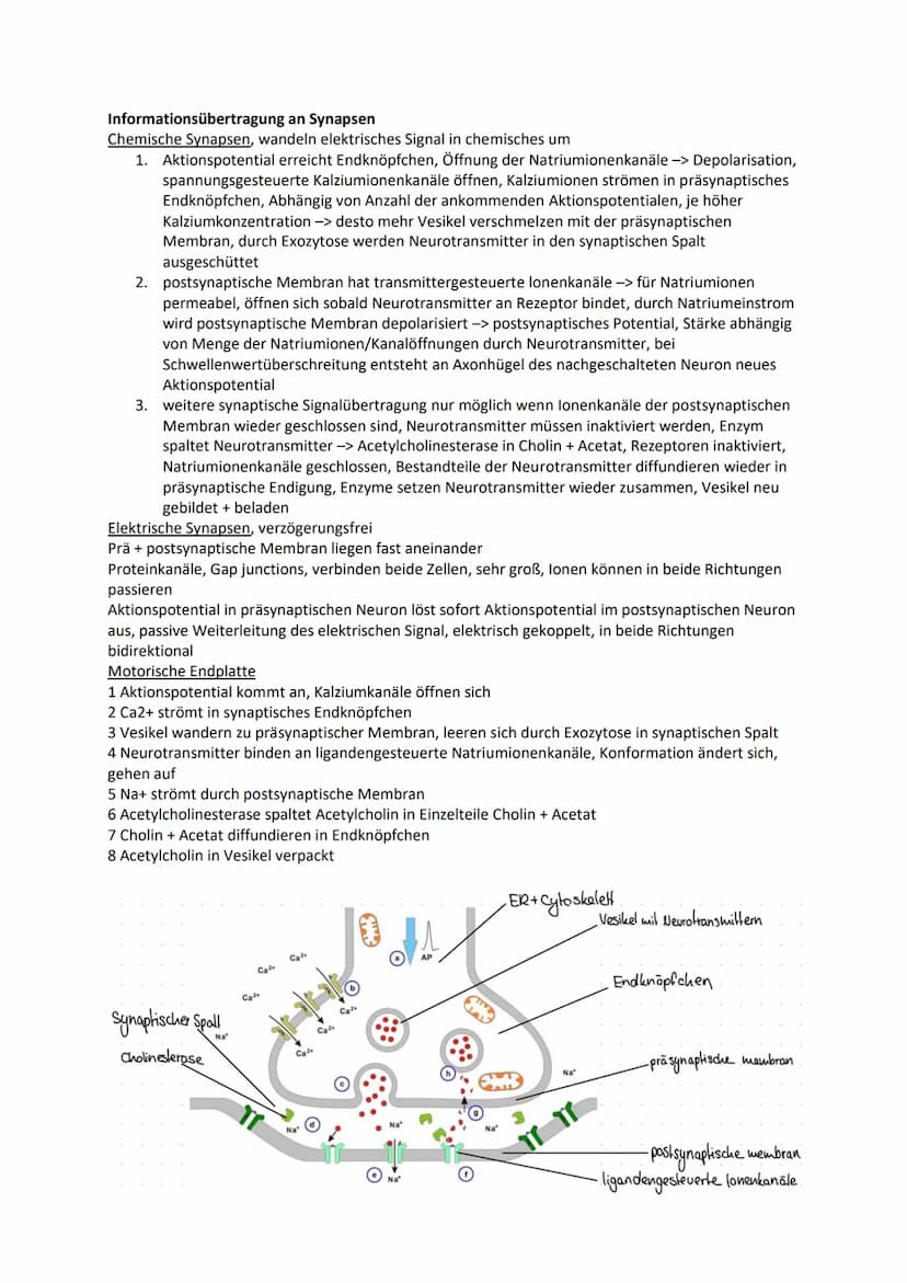 Nervensystem
Wirbellose
Quallen Neuronen in einfachen Nervennetzen
Ringelwürmer aus 2 Nervensträngen, Bauchmark, Knoten aus Neuronen -> Gang