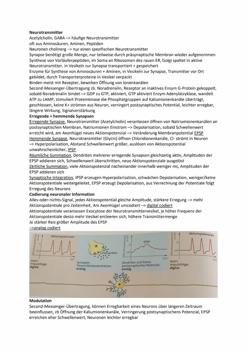 Nervensystem
Wirbellose
Quallen Neuronen in einfachen Nervennetzen
Ringelwürmer aus 2 Nervensträngen, Bauchmark, Knoten aus Neuronen -> Gang