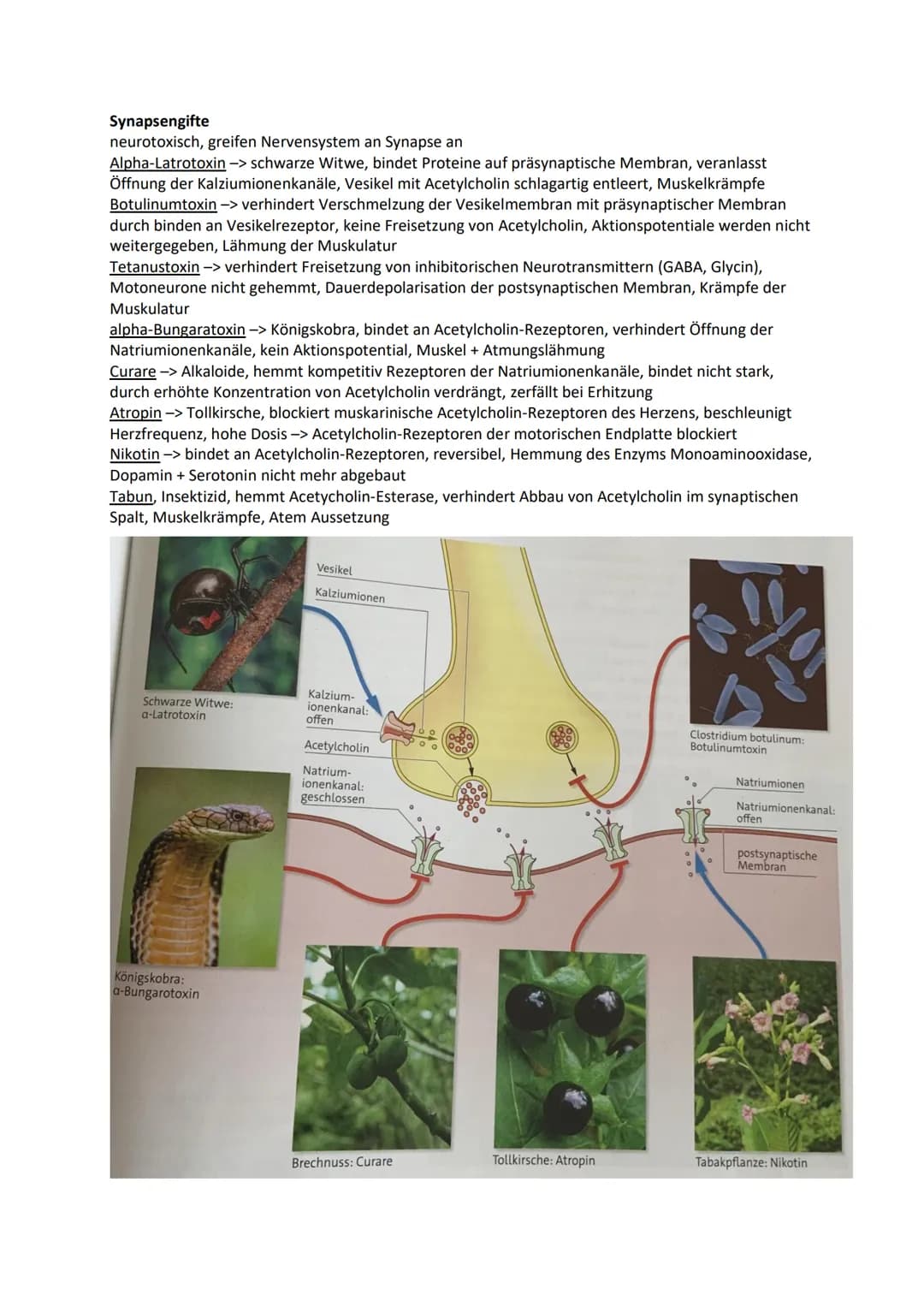 Nervensystem
Wirbellose
Quallen Neuronen in einfachen Nervennetzen
Ringelwürmer aus 2 Nervensträngen, Bauchmark, Knoten aus Neuronen -> Gang