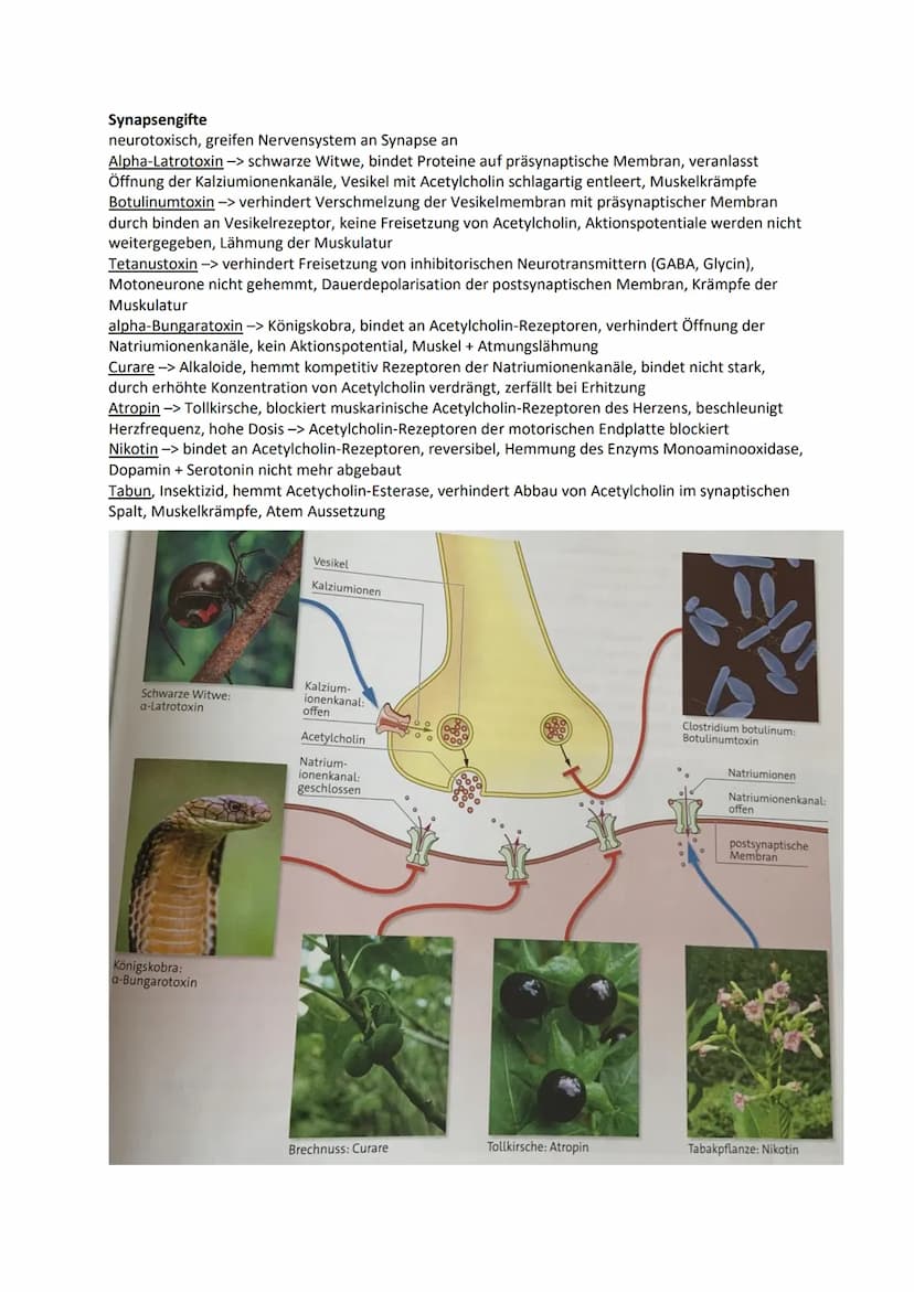 Nervensystem
Wirbellose
Quallen Neuronen in einfachen Nervennetzen
Ringelwürmer aus 2 Nervensträngen, Bauchmark, Knoten aus Neuronen -> Gang