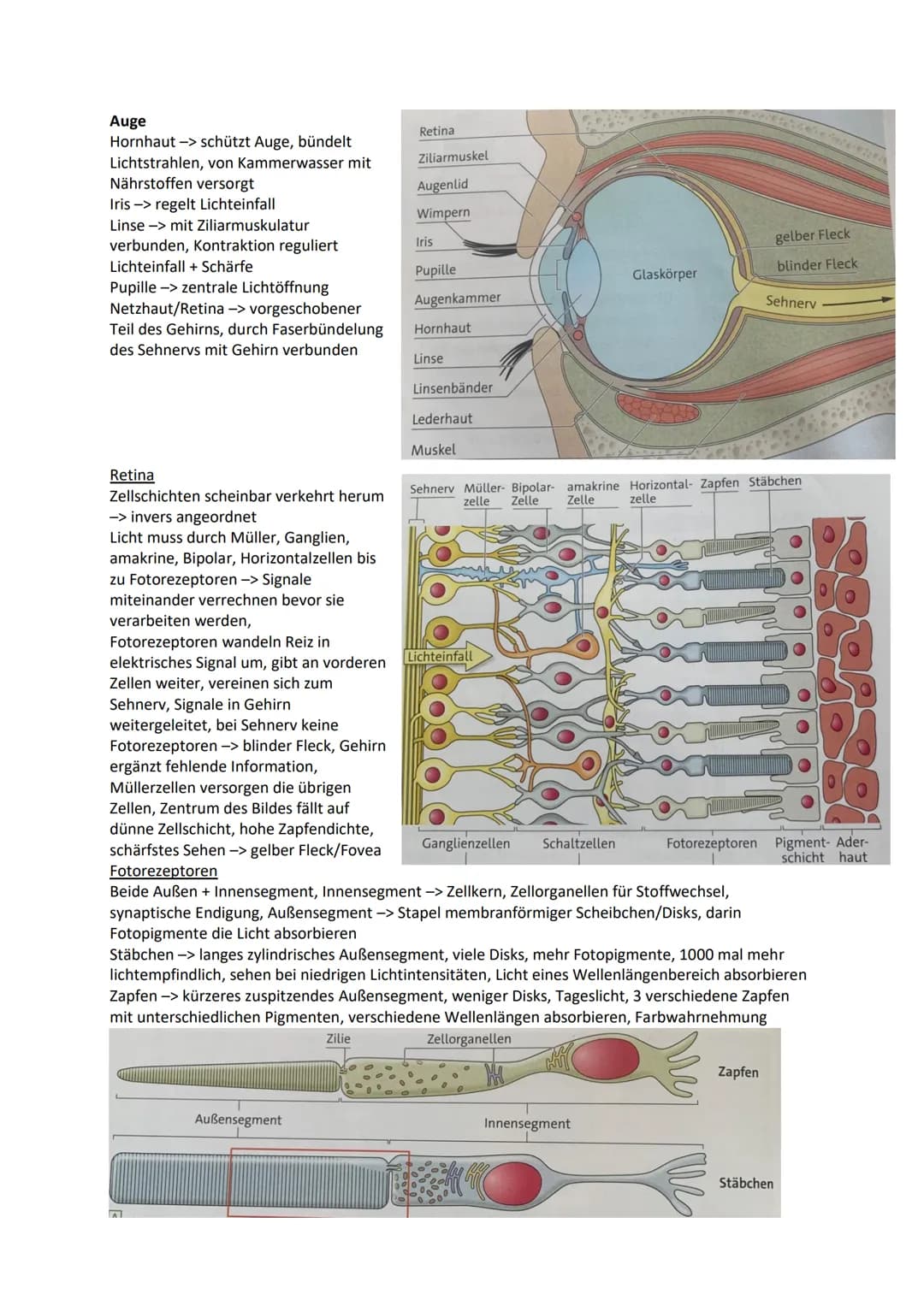 Nervensystem
Wirbellose
Quallen Neuronen in einfachen Nervennetzen
Ringelwürmer aus 2 Nervensträngen, Bauchmark, Knoten aus Neuronen -> Gang