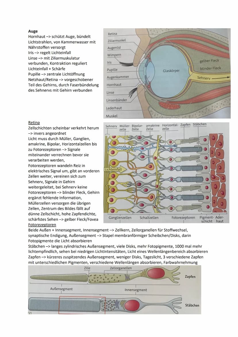 Nervensystem
Wirbellose
Quallen Neuronen in einfachen Nervennetzen
Ringelwürmer aus 2 Nervensträngen, Bauchmark, Knoten aus Neuronen -> Gang