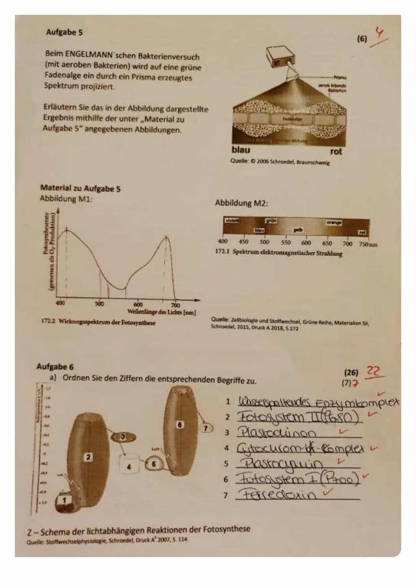 (2)
Aufgabe 1
Nennen Sie zwei Stichpunkte, die die grundlegende Bedeutung der Fotosynthese erklären.
Aufgabe 2
Im Diagramm ist die Öffnungsw
