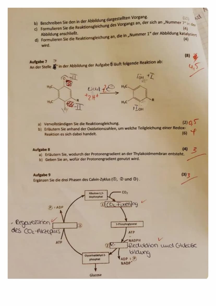 (2)
Aufgabe 1
Nennen Sie zwei Stichpunkte, die die grundlegende Bedeutung der Fotosynthese erklären.
Aufgabe 2
Im Diagramm ist die Öffnungsw