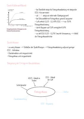 Know Fotosynthese 🤓🌱 thumbnail