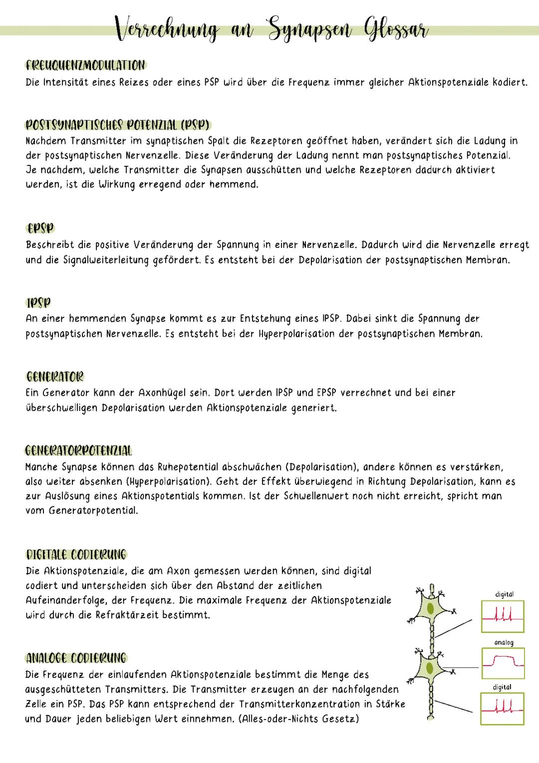 Verrechnung an Synapsen Arbeitsblatt: Räumliche und Zeitliche Summation, IPSP EPSP, und mehr