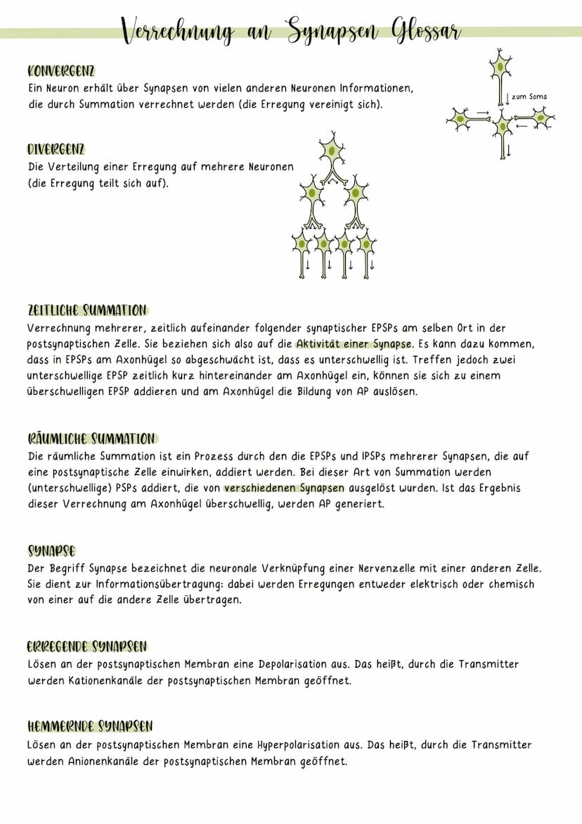 Verrechnung an Synapsen Glossar
FREUQUENZMODULATION
Die Intensität eines Reizes oder eines PSP wird über die Frequenz immer gleicher Aktions