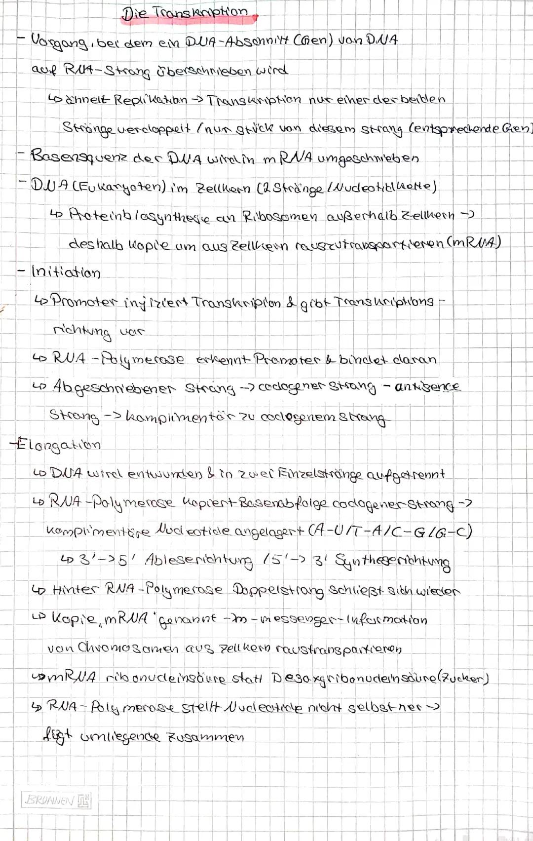 Transkription: Einfache Erklärung von Initiation, Elongation und Termination in der Proteinbiosynthese