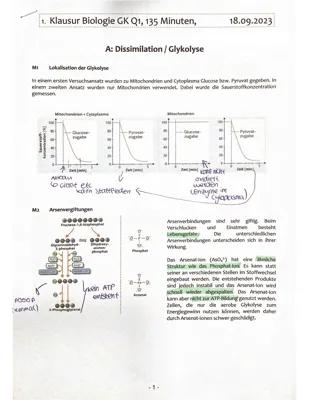 Know Glykolyse und Dissimilation  thumbnail