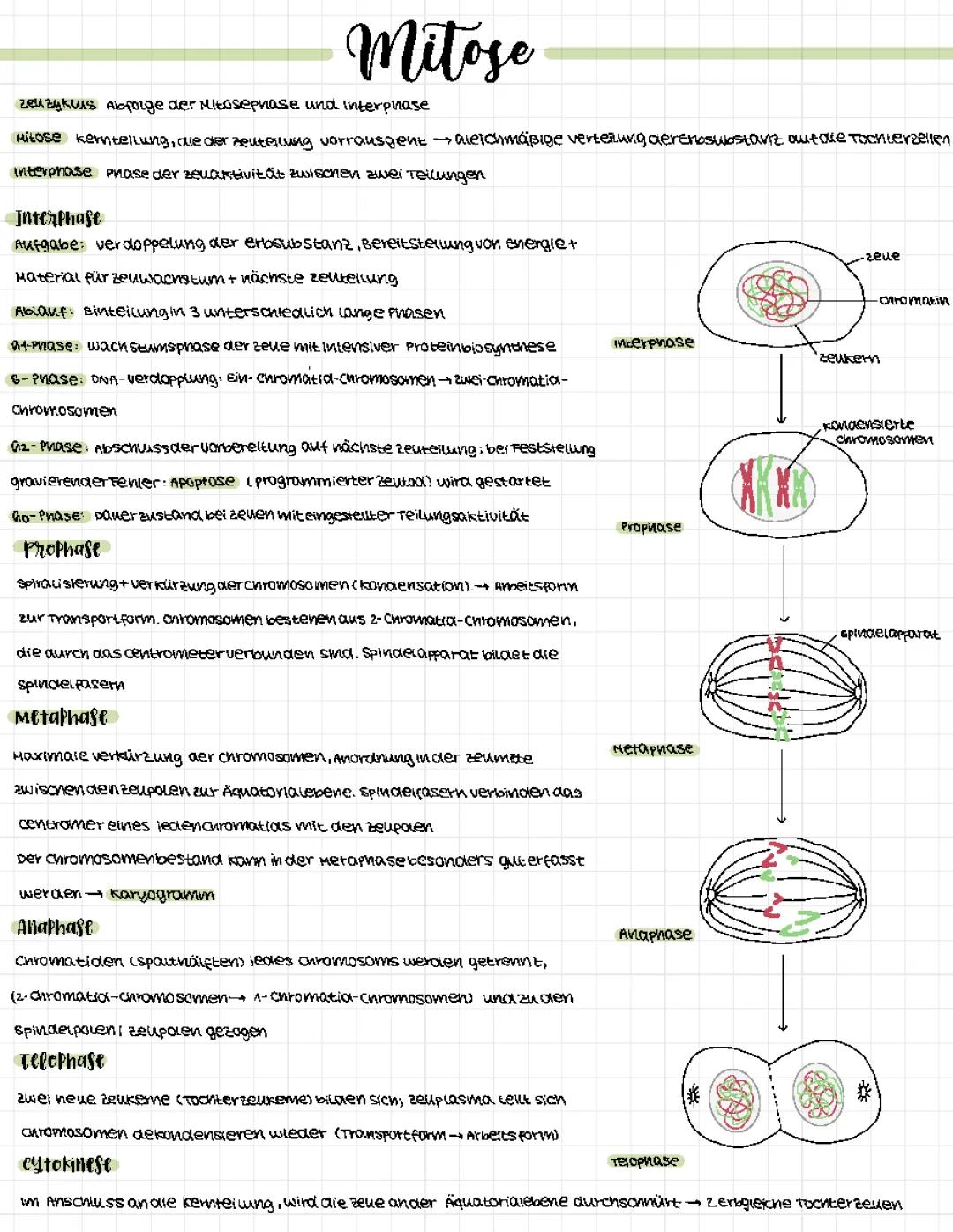 Mitose und Meiose