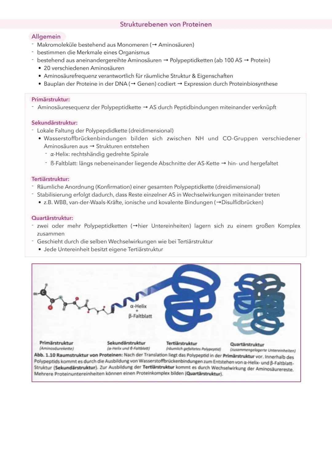 Allgemein
- Makromoleküle bestehend aus Monomeren (→ Aminosäuren)
- bestimmen die Merkmale eines Organismus
- bestehend aus aneinandergereih