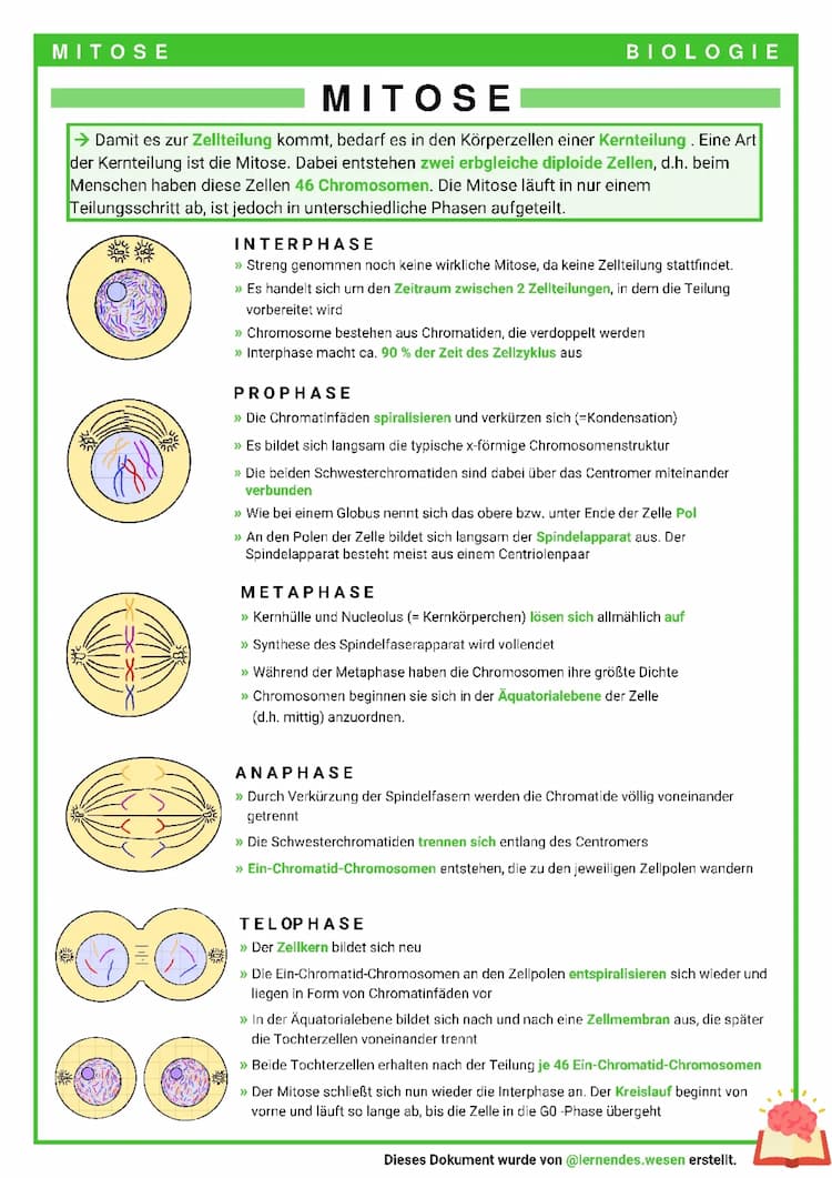 Know Mitose - Zellteilung thumbnail