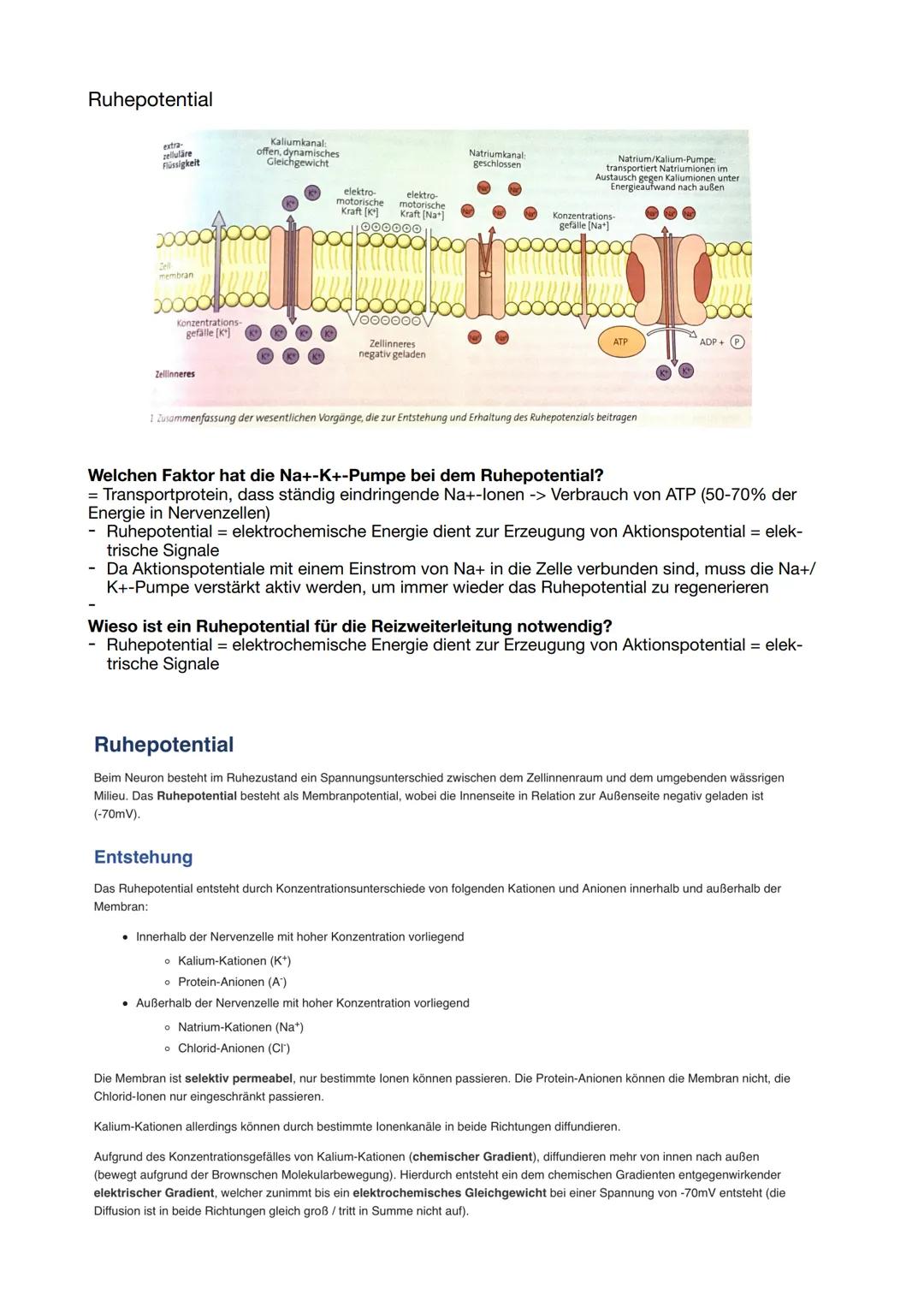 # 11/1 Nervensystem

Aufbau
- gegliedert in Zentralnervensystem (Gehirn und
Rückenmark) und peripheres Nervensystem
- somatisches NS: willkü