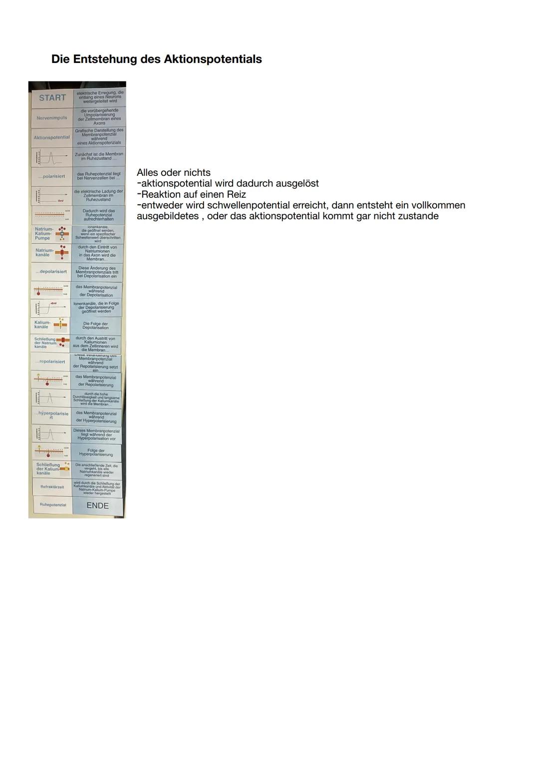 # 11/1 Nervensystem

Aufbau
- gegliedert in Zentralnervensystem (Gehirn und
Rückenmark) und peripheres Nervensystem
- somatisches NS: willkü