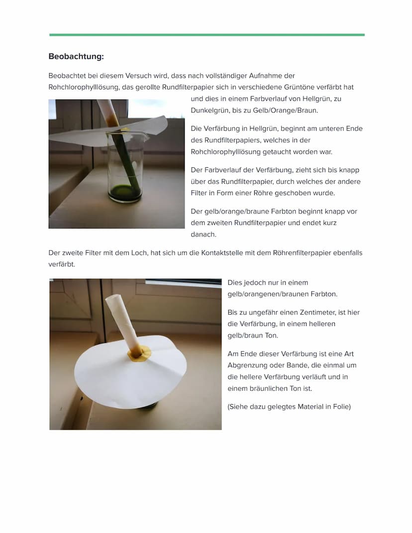 Naturwissenschaftliches Versuchsprotokoll
Name des Protokollanten
12 Bio 1
Name des Lehrers
Nachweis von Blattfarbstoffen/Photosynthesepigme