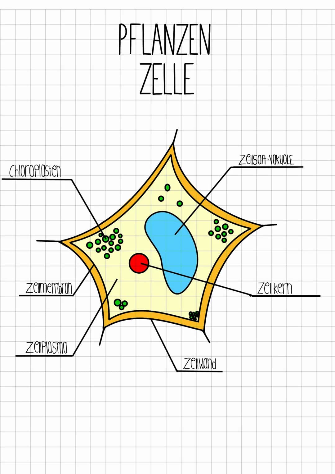 Chloroplasten
Zemembran
ZelPlasma
PFLANZEN
ZELLE
M
oo
1000
Zellwand
Ooo
ZellSaft-VAKUOLE
Zellkern ZEIIWAND:
Sie verleiht der Zelle ihre stab