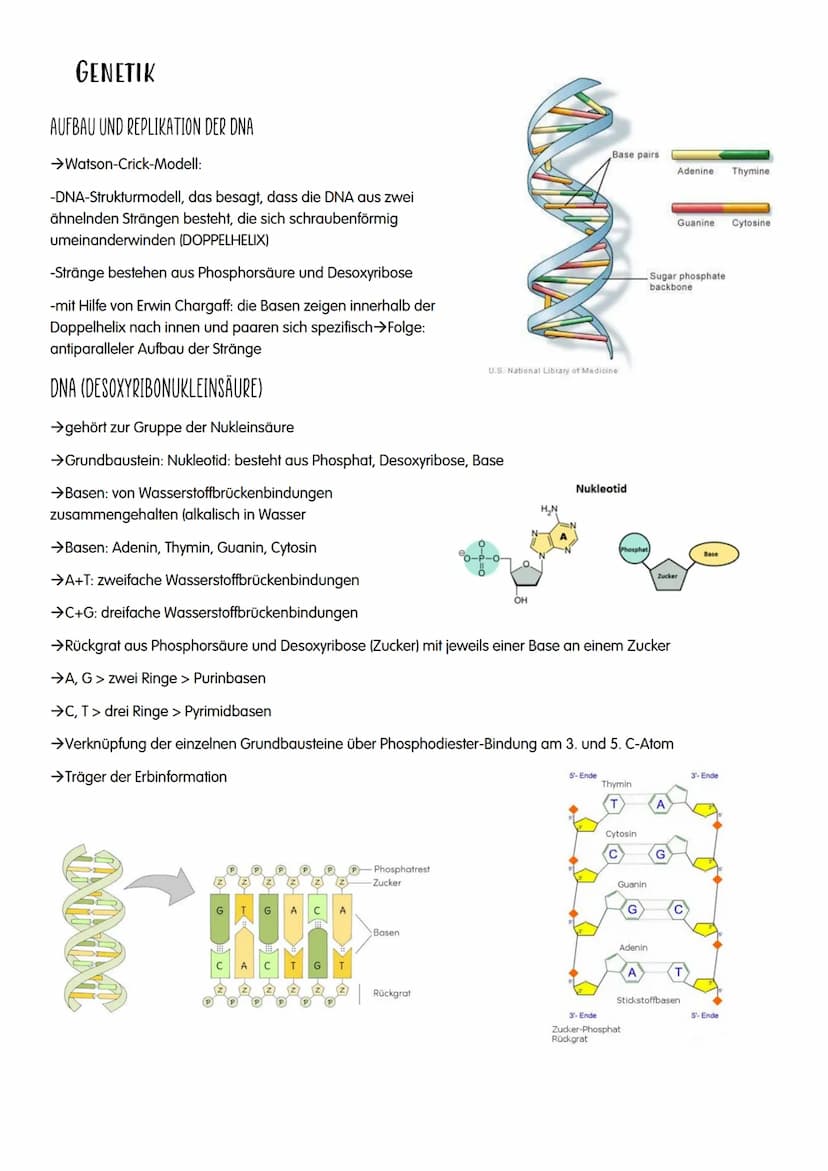 1.GENETIK
O DNA
o Replikation
O Proteinbiosynthese
o Genetischer Code
O Proteine
o Bau und Vermehrung von Viren
o Bau und Vermehrung von Bak