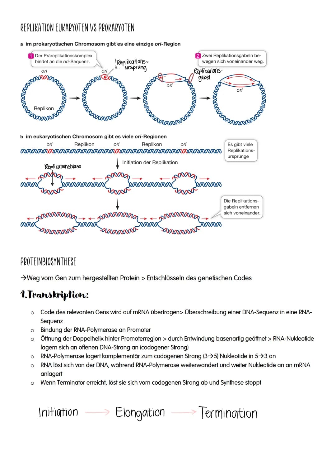 1.GENETIK
O DNA
o Replikation
O Proteinbiosynthese
o Genetischer Code
O Proteine
o Bau und Vermehrung von Viren
o Bau und Vermehrung von Bak