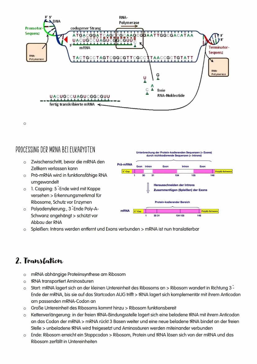 1.GENETIK
O DNA
o Replikation
O Proteinbiosynthese
o Genetischer Code
O Proteine
o Bau und Vermehrung von Viren
o Bau und Vermehrung von Bak