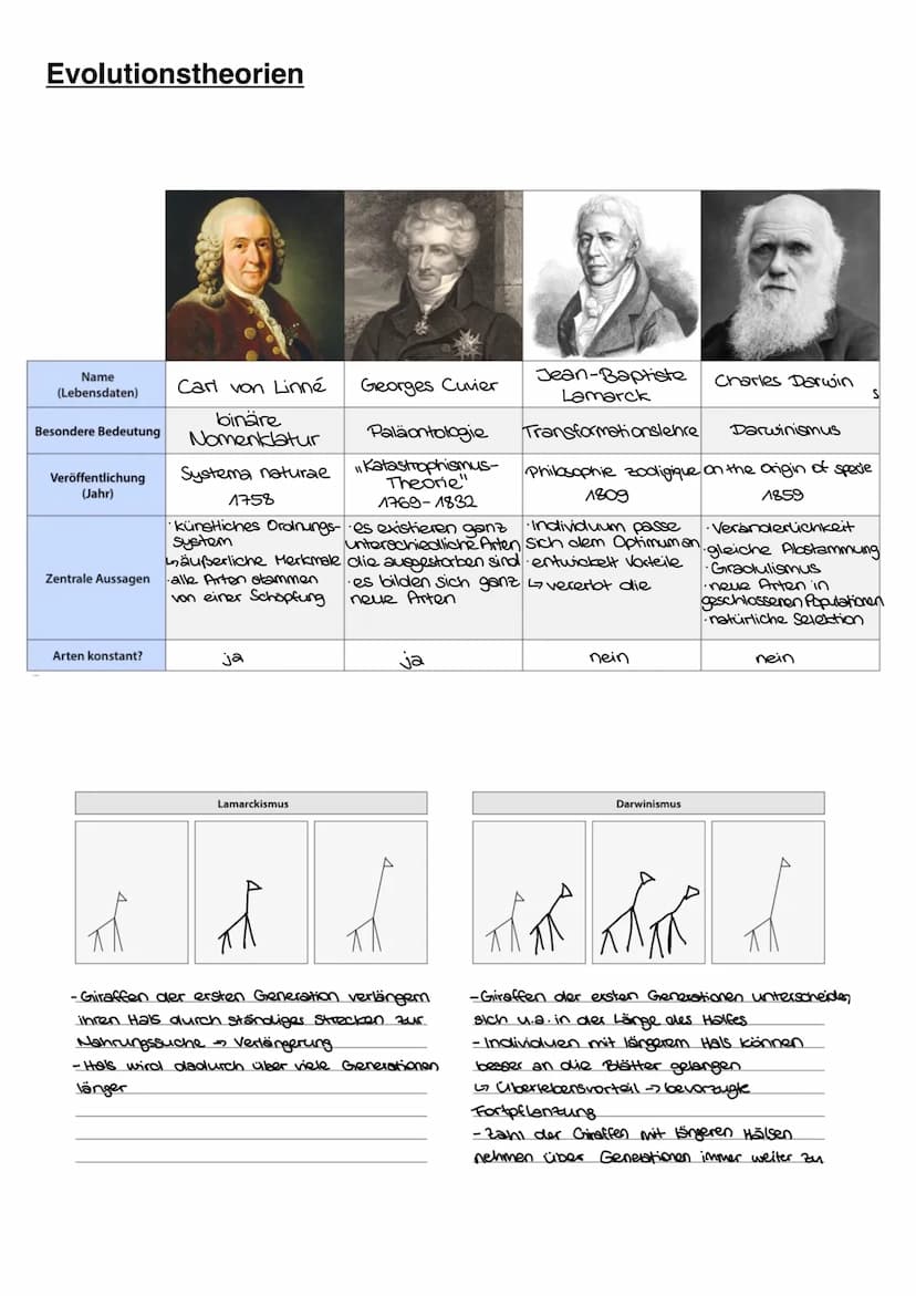 EVOLUTION Evolutionstheorien
Name
(Lebensdaten)
Besondere Bedeutung
Veröffentlichung
(Jahr)
Zentrale Aussagen
Arten konstant?
Carl von Linné