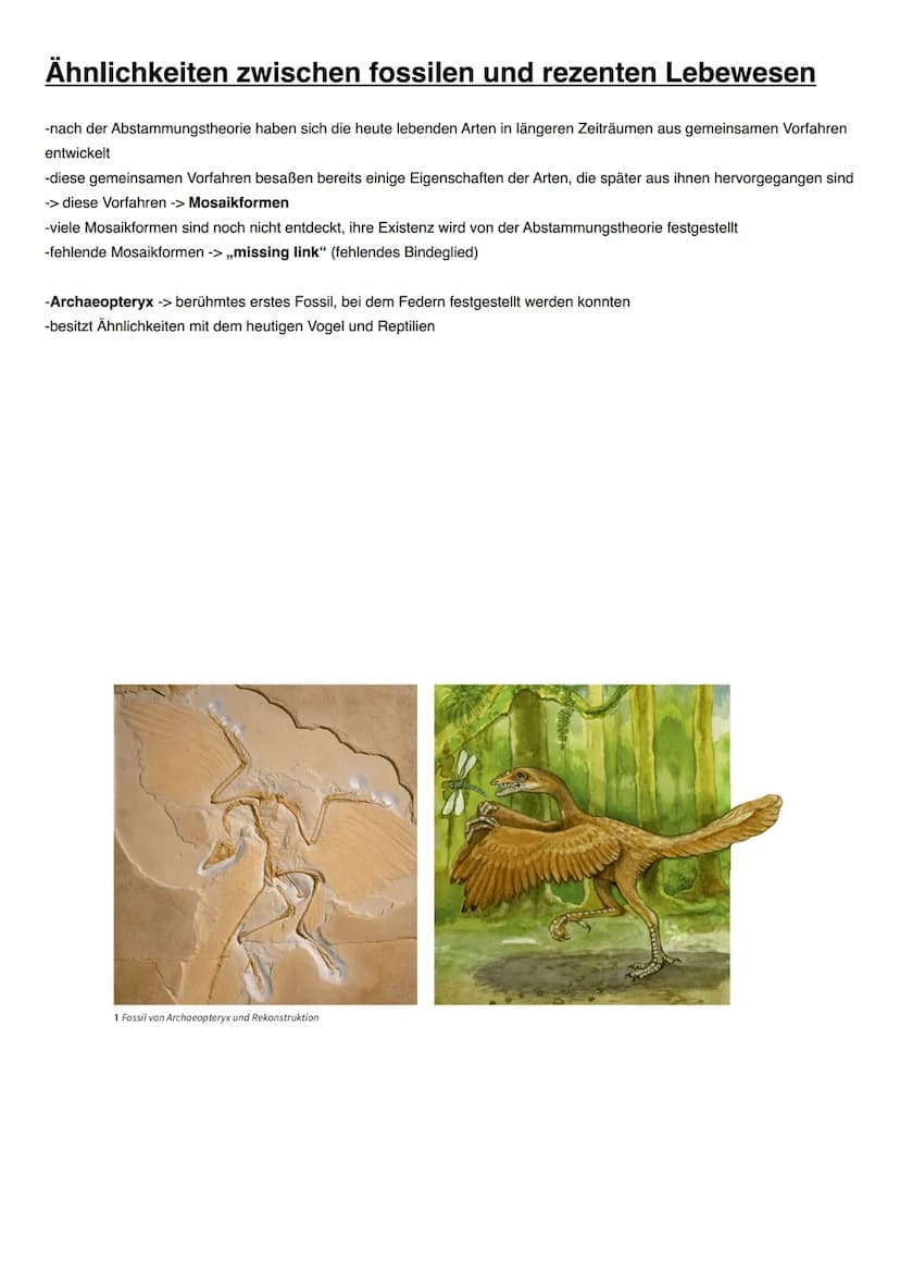 EVOLUTION Evolutionstheorien
Name
(Lebensdaten)
Besondere Bedeutung
Veröffentlichung
(Jahr)
Zentrale Aussagen
Arten konstant?
Carl von Linné