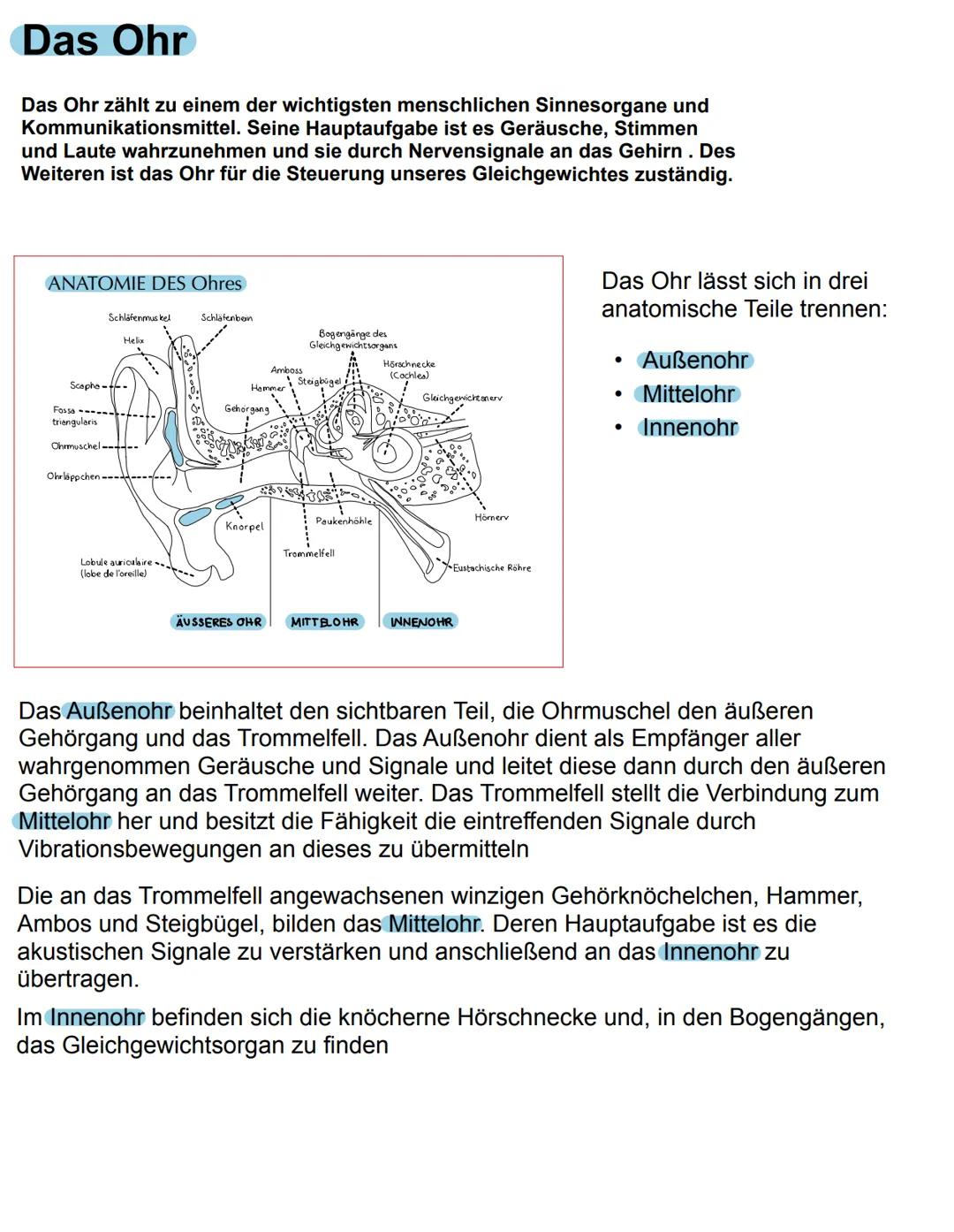 # Das Ohr

Das Ohr zählt zu einem der wichtigsten menschlichen Sinnesorgane und
Kommunikationsmittel. Seine Hauptaufgabe ist es Geräusche, S
