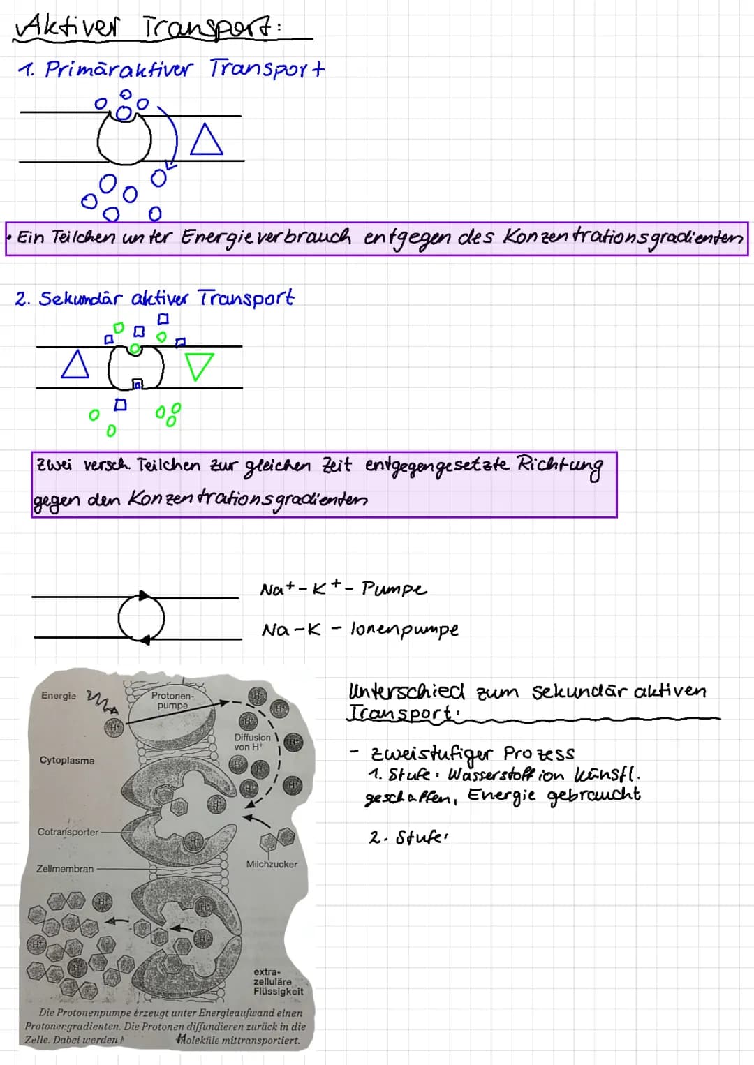 Transportvorgänge Biomembran