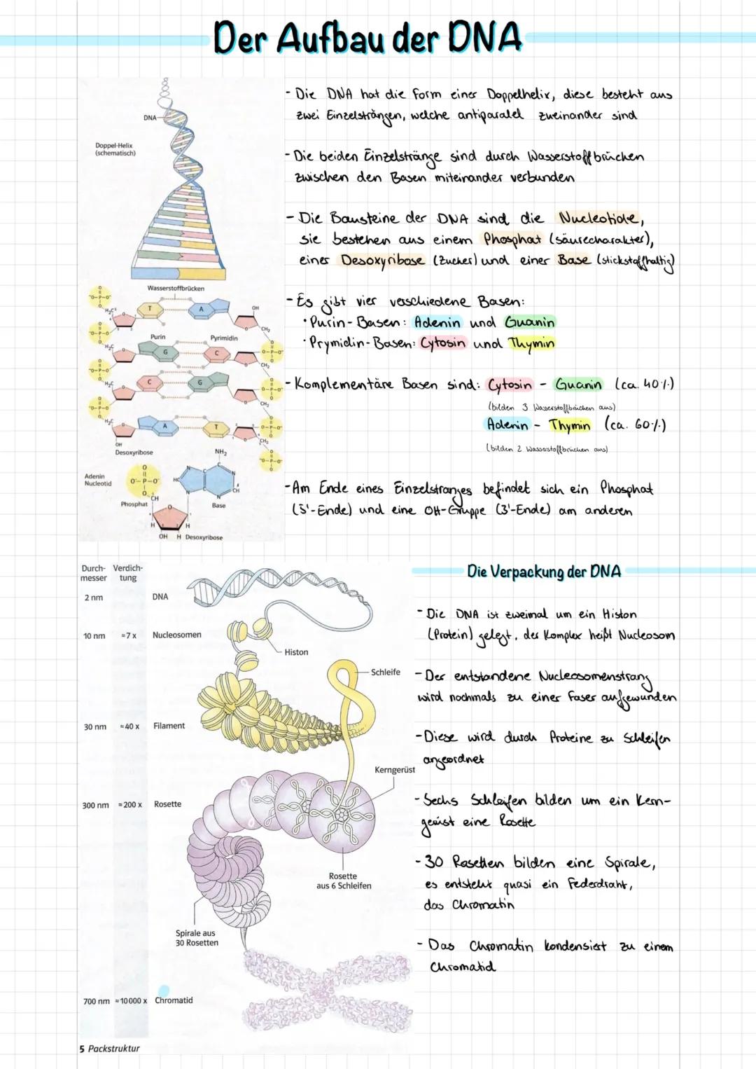 Alles über DNA und RNA: Aufbau, Funktion und Unterschiede einfach erklärt