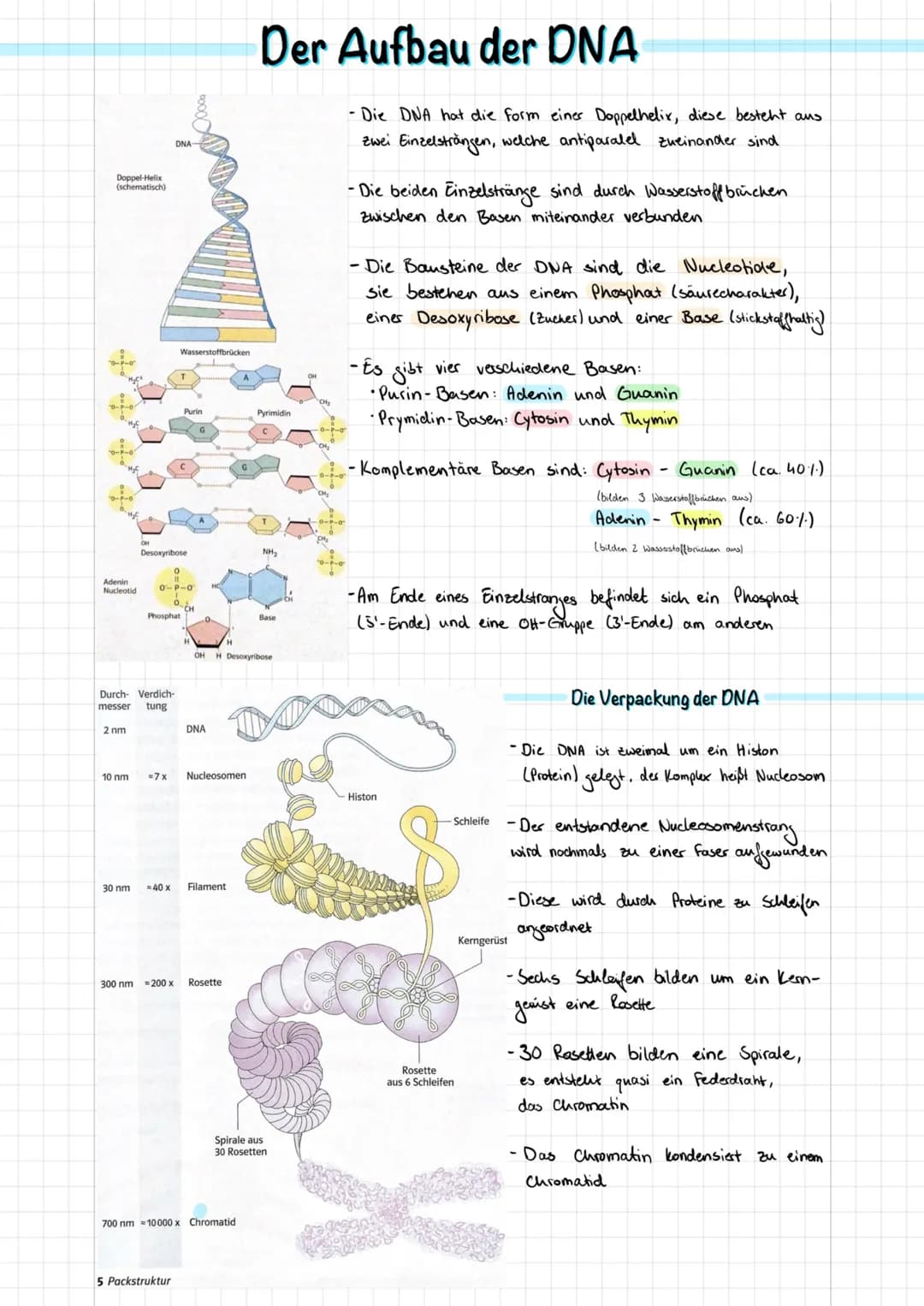 Doppel-Helix
(schematisch)
Adenin
Nucleotid
2 nm
Durch Verdich-
messer tung
DNA-
Desoxyribose
Wasserstoffbrücken
0-P-0
02
Phosphat
Purin
300