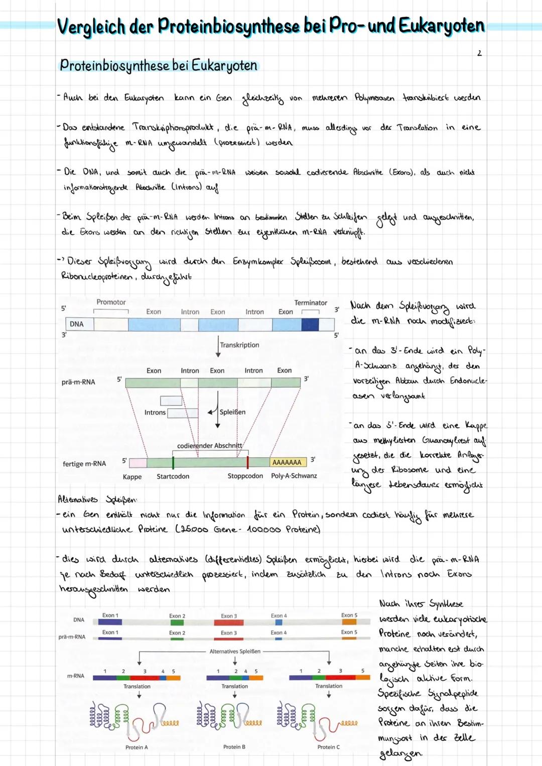 Doppel-Helix
(schematisch)
Adenin
Nucleotid
2 nm
Durch Verdich-
messer tung
DNA-
Desoxyribose
Wasserstoffbrücken
0-P-0
02
Phosphat
Purin
300