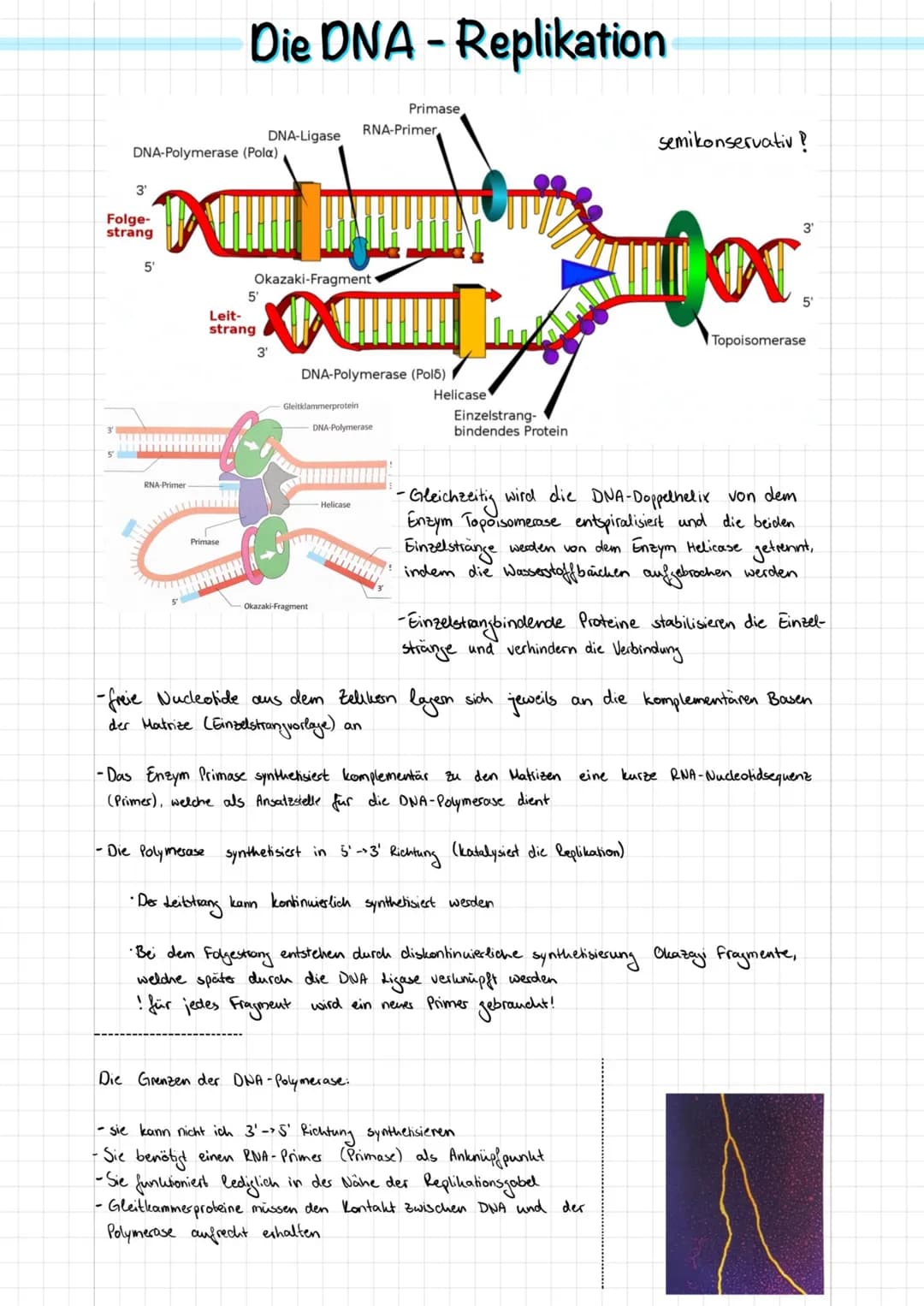 Doppel-Helix
(schematisch)
Adenin
Nucleotid
2 nm
Durch Verdich-
messer tung
DNA-
Desoxyribose
Wasserstoffbrücken
0-P-0
02
Phosphat
Purin
300