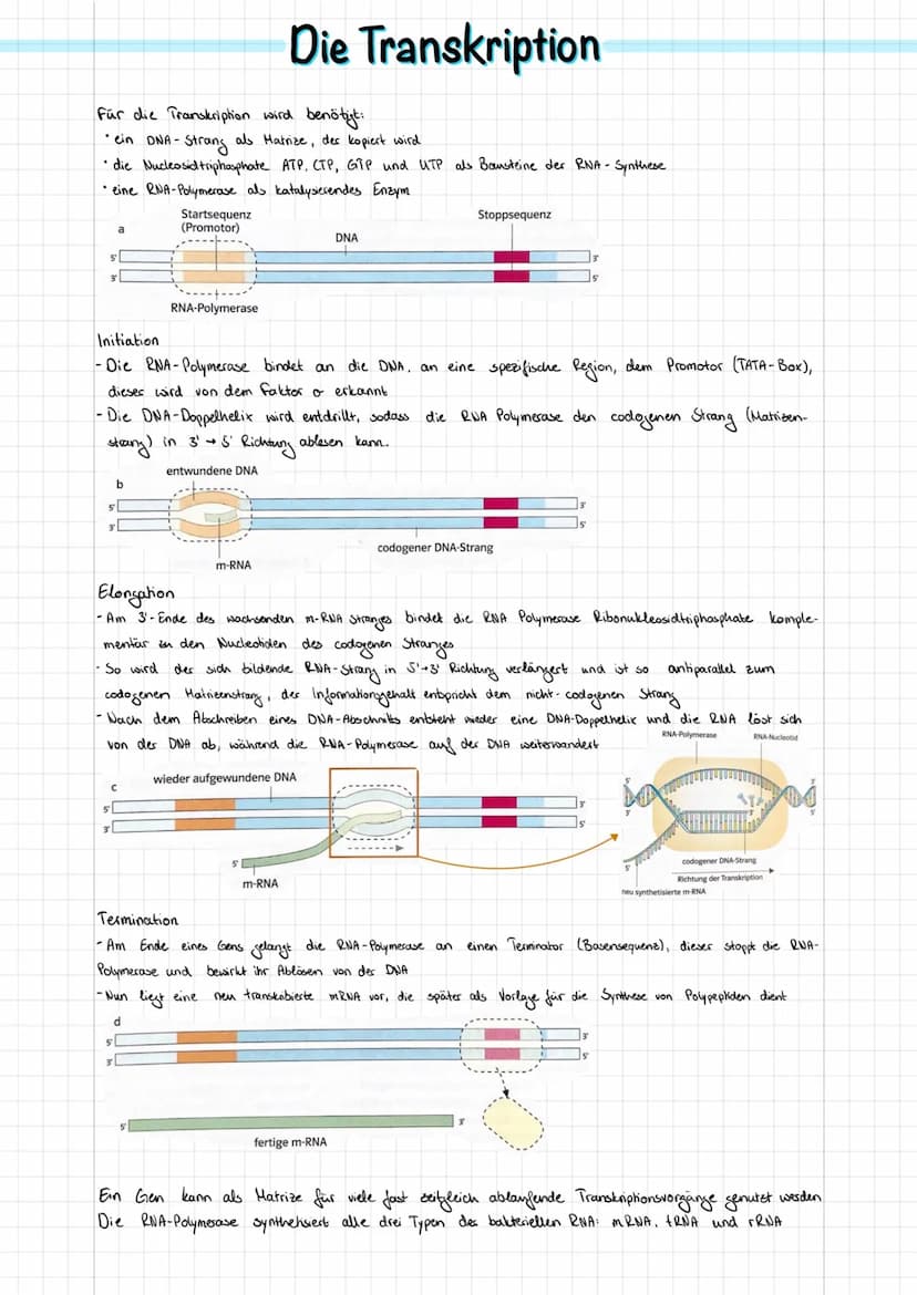 Doppel-Helix
(schematisch)
Adenin
Nucleotid
2 nm
Durch Verdich-
messer tung
DNA-
Desoxyribose
Wasserstoffbrücken
0-P-0
02
Phosphat
Purin
300