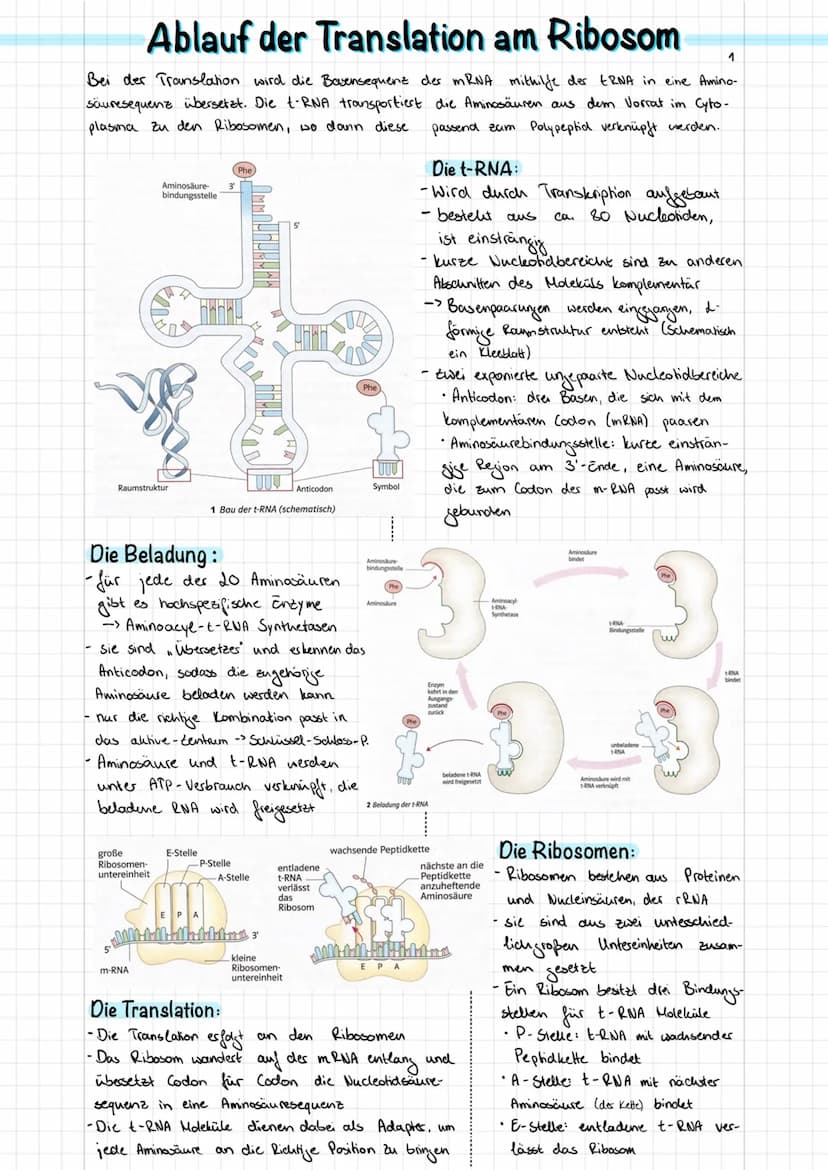 Doppel-Helix
(schematisch)
Adenin
Nucleotid
2 nm
Durch Verdich-
messer tung
DNA-
Desoxyribose
Wasserstoffbrücken
0-P-0
02
Phosphat
Purin
300