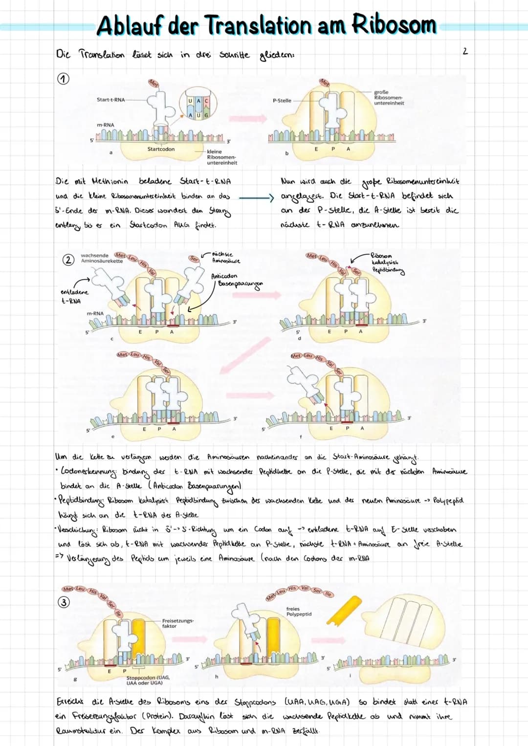 Doppel-Helix
(schematisch)
Adenin
Nucleotid
2 nm
Durch Verdich-
messer tung
DNA-
Desoxyribose
Wasserstoffbrücken
0-P-0
02
Phosphat
Purin
300