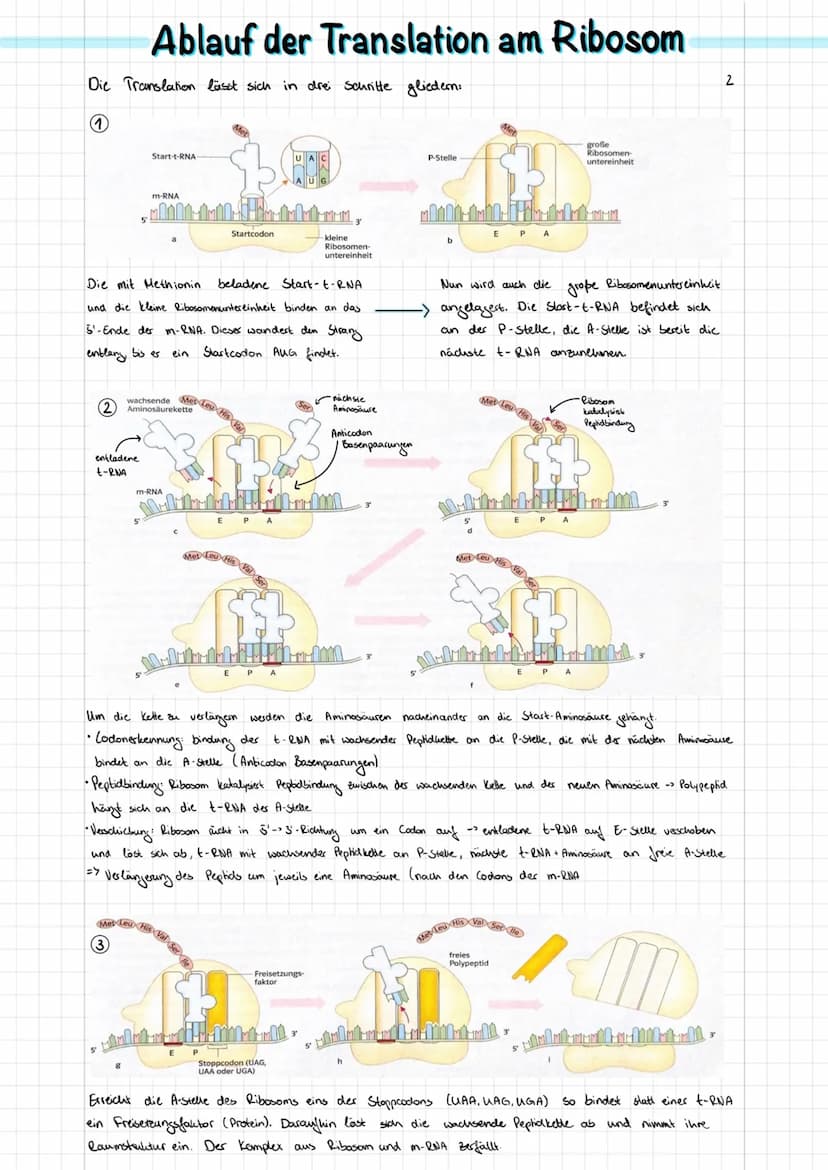 Doppel-Helix
(schematisch)
Adenin
Nucleotid
2 nm
Durch Verdich-
messer tung
DNA-
Desoxyribose
Wasserstoffbrücken
0-P-0
02
Phosphat
Purin
300