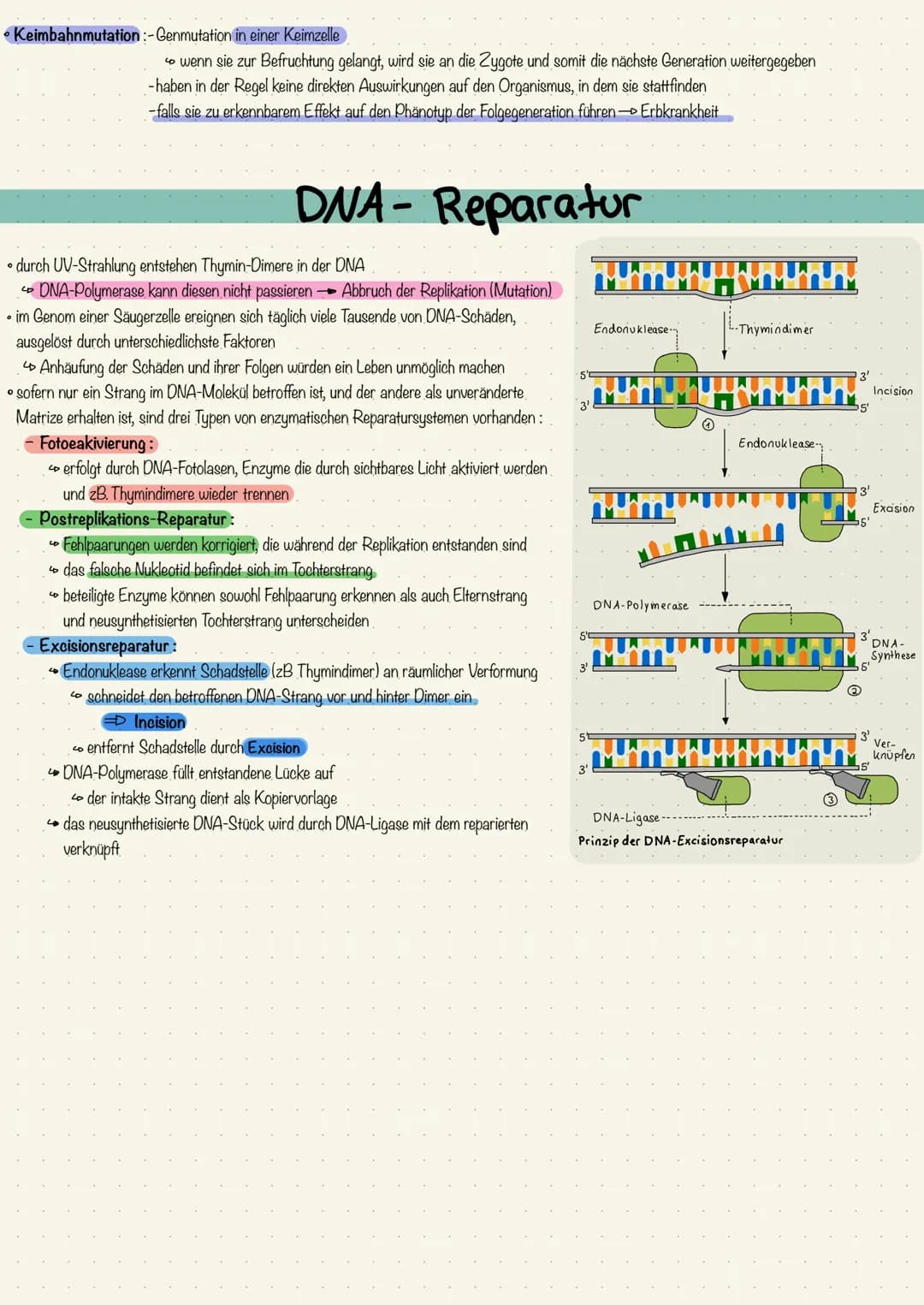 • Veränderungen der genetischen Information einer Zelle: Mutation
•Spontanmutation entsteht durch Fehler beim Kopieren während der Replikati