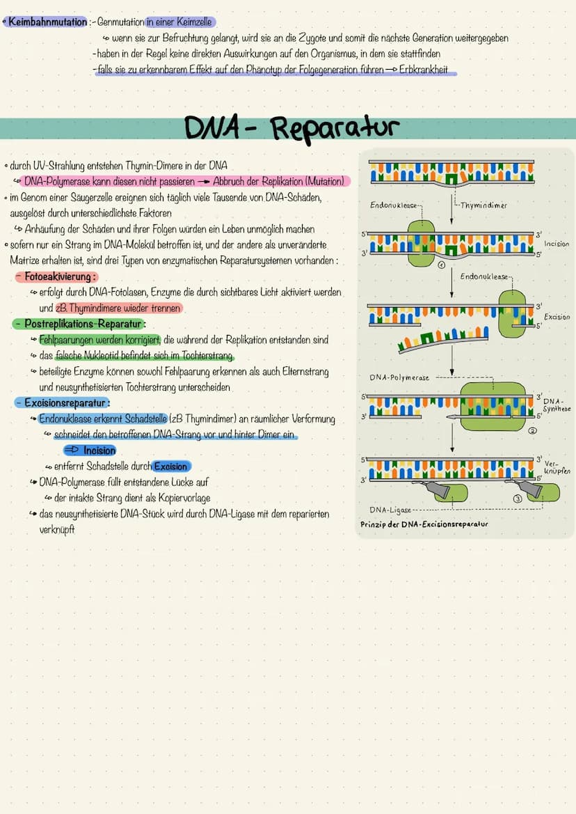 • Veränderungen der genetischen Information einer Zelle: Mutation
•Spontanmutation entsteht durch Fehler beim Kopieren während der Replikati