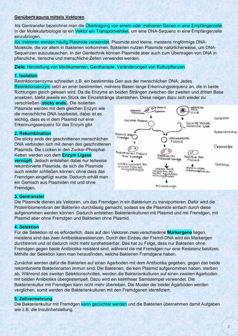 Werkzeuge und Verfahrensschritte der Gentechnologie
Polymerase-Ketten-Reaktion
(PCR)
Verfahren zur Vervielfältigung kurzer (genauer definier