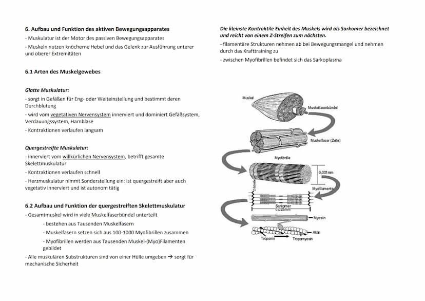 1. Biologische Gesetzmäßigkeiten
1.1 Adaption und Superkompensation
- Planung und Durchführung eines Training nur gezielt und
leistungsoptim