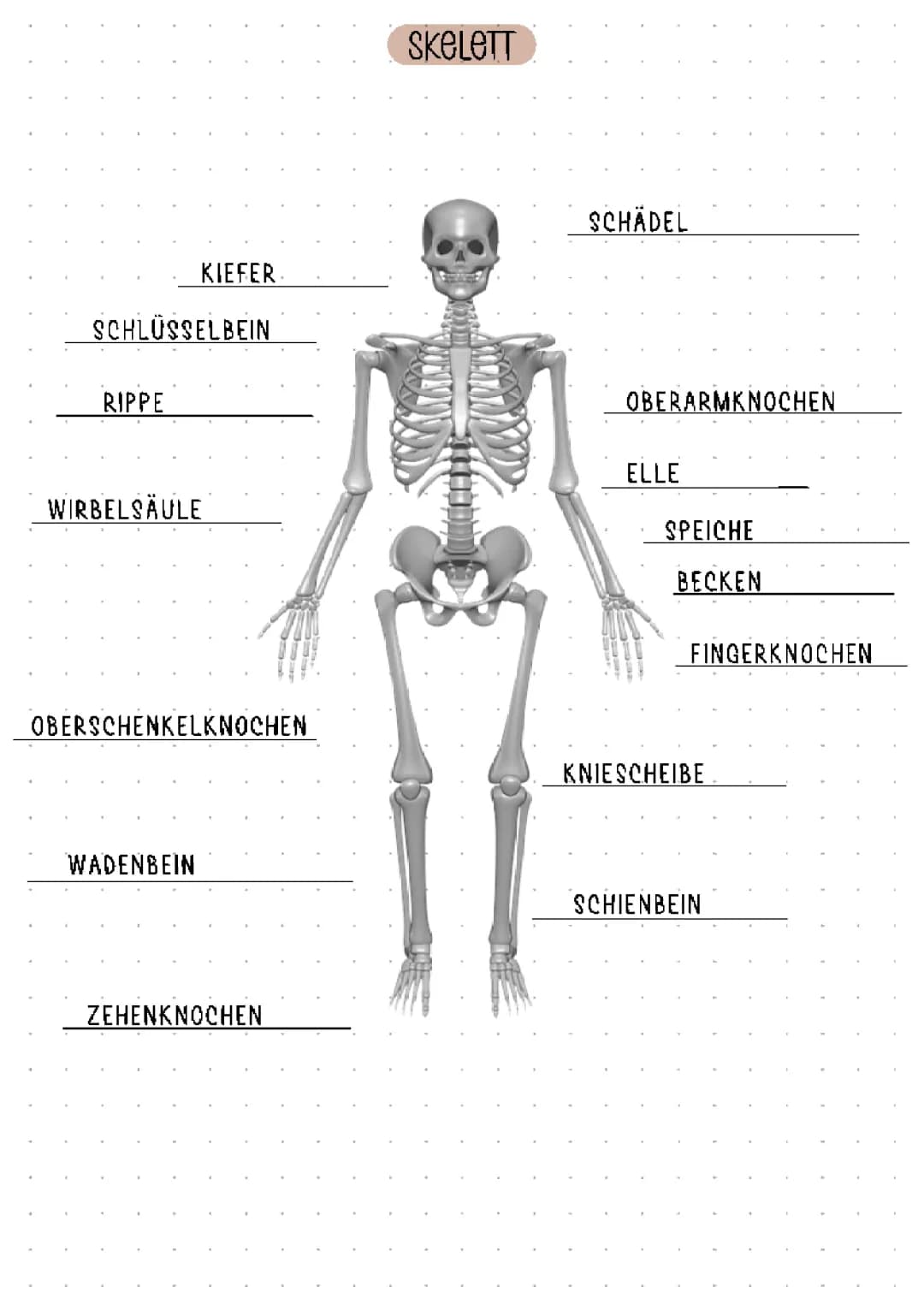 knochen 